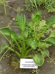 Photo Water plantain  description