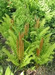 Flowering fern 