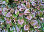 barwny Dekoracyjne Rośliny Shizokodon dekoracyjny-liście, Schizocodon zdjęcie