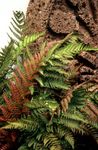 Photo Male fern, Buckler fern, Autumn Fern  description