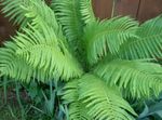 Photo Male fern, Buckler fern, Autumn Fern  description