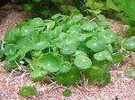 Photo Whorled, Water Pennywort, Dollarweed, Manyflower Marsh Pennywort Aquatic Plants description