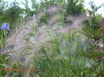 green Ornamental Plants Foxtail barley, Squirrel-Tail cereals, Hordeum jubatum Photo