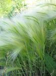 silvery Ornamental Plants Foxtail barley, Squirrel-Tail cereals, Hordeum jubatum Photo