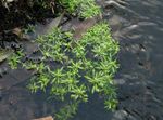 Eau-Starwort