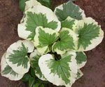Photo Siberian Bugloss, False Forget-Me-Not, Perennial Forget-Me-Not Leafy Ornamentals description
