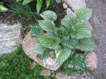 grønn Prydplanter Siberian Bugloss, Falsk Glemmer-Meg-Ikke, Flerårig Forget-Me-Not grønne pryd, Brunnera Bilde