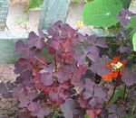 Photo Wood Sorrel, Whitsun Flower, Green Snob, Sleeping Beauty Leafy Ornamentals description