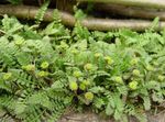 Photo New Zealand Brass Buttons Leafy Ornamentals description