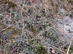 silvery Ornamental Plants New Zealand Brass Buttons leafy ornamentals, Cotula leptinella, Leptinella squalida Photo