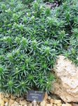 green Ornamental Plants Lithodora zahnii leafy ornamentals Photo