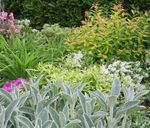 d'oro Le piante ornamentali Orecchie Di Agnello ornamentali a foglia, Stachys foto