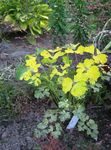 yellow Ornamental Plants Double Columbine leafy ornamentals, Aquilegia-x-hybrida Photo