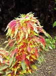 multicolor Joseph’s coat, Fountain plant, Summer Poinsettia, Tampala, Chinese Spinach, Vegetable Amaranth, Een Choy leafy ornamentals, Amaranthus-Tricolor Photo
