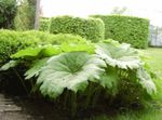 foto Parasollblad, Shieldleaf Roger's Flower Lommerrijke Sierplanten beschrijving