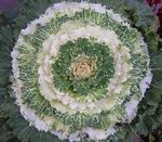 Photo Flowering Cabbage, Ornamental Kale, Collard, Cole  description