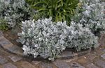 silvery Ornamental Plants Dusty Miller, Silver Ragwort leafy ornamentals, Cineraria-maritima Photo