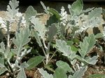 silvery Ornamental Plants Dusty Miller, Silver Ragwort leafy ornamentals, Cineraria-maritima Photo