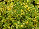 Photo Lemon Thyme Leafy Ornamentals description