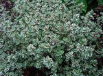 pestrofarebný Dekoratívne rastliny Citrón Tymián dekoratívne a listnaté, Thymus-citriodorus fotografie