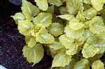 giallo Le piante ornamentali Ortica, Ortica Morta Maculato ornamentali a foglia, Lamium-maculatum foto