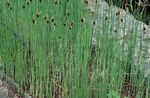 зелений Декоративні Рослини Рогіз водні, Typha Фото