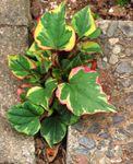 multicolor Chameleon plant leafy ornamentals, Houttuynia Photo