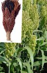 verde Le piante ornamentali Scopa Mais graminacee, Sorghum foto