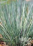 Grande Bluestem, Turkeyfoot