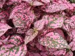 multicolor Polka dot plant, Freckle Face leafy ornamentals, Hypoestes Photo