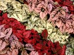 red Polka dot plant, Freckle Face leafy ornamentals, Hypoestes Photo