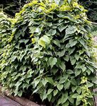 Photo Dioscorea caucasica Leafy Ornamentals description