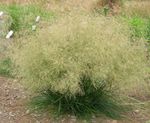 világos zöld Dísznövény Tűzött Hairgrass (Golden Hairgrass) gabonafélék, Deschampsia caespitosa fénykép