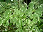 Photo Bishop's Weed, Goutweed, Ground Elder Leafy Ornamentals description