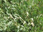 Photo Sea Purslane Leafy Ornamentals description