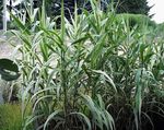 grün Dekorative Pflanzen Pfahlrohr getreide, Arundo Donax Foto