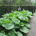 Photo Butterbur Leafy Ornamentals description