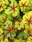 Heucherella, Cloches Mousseux