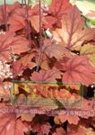 red Ornamental Plants Heucherella, Foamy Bells leafy ornamentals Photo