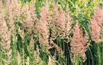 Photo Feather reed grass, Striped feather reed Cereals description