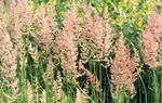 Fjöður Reed Gras, Röndóttur Fjöður Reed