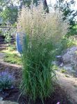 roheline Dekoratiivtaimede Sulgedest Reed Rohi, Triibuline Sulgedest Reed teravilja, Calamagrostis Foto