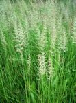 groen Sierplanten Veer Riet Gras, Gestreepte Veer Riet granen, Calamagrostis foto
