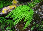 Foto Woodsia Farne Beschreibung