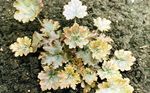 Photo Heuchera, Coral flower, Coral Bells, Alumroot Leafy Ornamentals description
