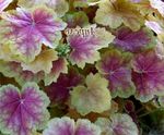 multicolor Ornamental Plants Heuchera, Coral flower, Coral Bells, Alumroot leafy ornamentals Photo