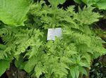 vert des plantes décoratives Calcaire Chêne De Fougère, Fougère De Chêne Parfumée, Gymnocarpium Photo