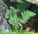 grün Dekorative Pflanzen Kalkstein Eichenfarn, Duft Eichenfarn, Gymnocarpium Foto