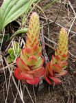 rosso Le piante ornamentali Caps Da Somaro ornamentali a foglia, Orostachys foto