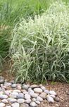 Photo Ribbon Grass, Reed Canary Grass, Gardener's Garters Cereals description